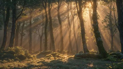 Sunlit Forest Tranquility in Serene Morning