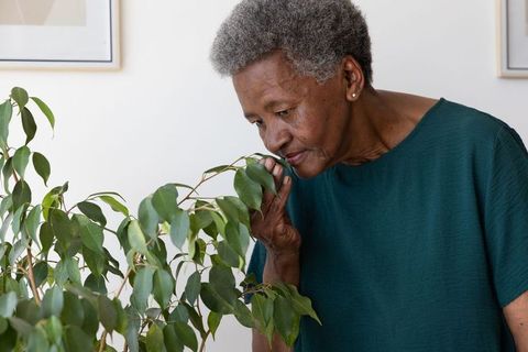 Senior african woman smelling potted plant leaf, enjoying indoor greenery and calm