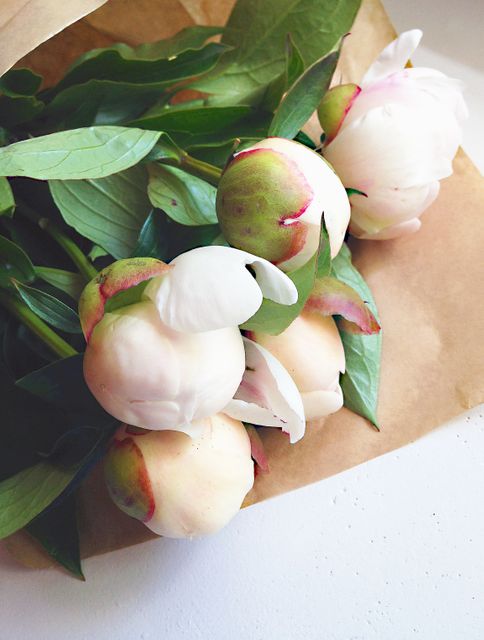 Fresh peony buds wrapped in brown paper with green leaves visible, providing a charming, natural look with pastel colors. Ideal for content related to botany, floristry, springtime promotions, natural gifts, home decor inspiration, and nature photography.