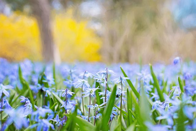 Beautiful Springtime Wildflowers Blooming in Meadow - Download Free Stock Photos Pikwizard.com