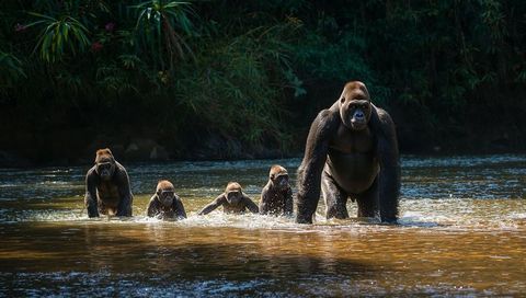 Wading silverback gorilla leading family across sunlit tropical river