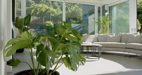 Sunlit modern living room featuring large monstera plant, curved sofa and glass walls