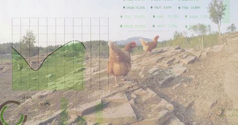 Brown hen walking rocky countryside trail with translucent green data chart overlays