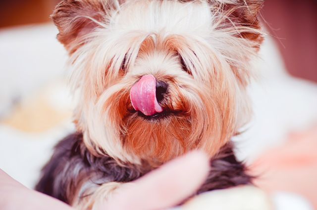 Yorkshire Terrier puppy with tongue sticking out, close-up of face showing furry details and playful expression. Suitable for pet care ads, dog food brands, animal-themed commercials, and social media content showcasing adorable pets. Great for use in articles about pet grooming, dog breeds, or fun pet photography collections.