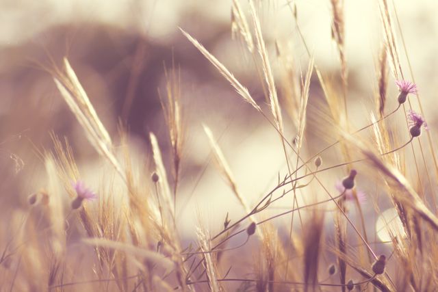 Close-up of a golden wheat field with subtle purple wildflowers during sunset. Abstract and soft-focus elements create a serene and tranquil atmosphere. Ideal for backgrounds, nature-themed designs, agricultural topics, and promoting tranquility or rural life.