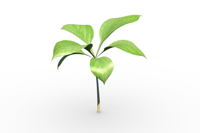 Transparent Seedling with Vibrant Green Leaves Isolated on Gradient Background - Download Free Stock Videos Pikwizard.com