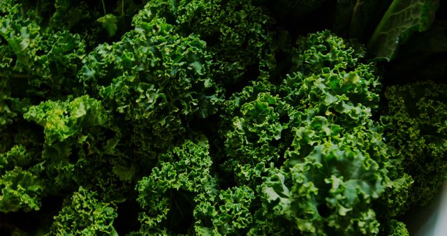 This vibrant image of fresh kale leaves can be used for promoting health and nutrition articles, vegan and vegetarian recipes, organic farming presentations, and food-related blogs. It is great for illustrating content about healthy eating, fresh produce, and superfoods.