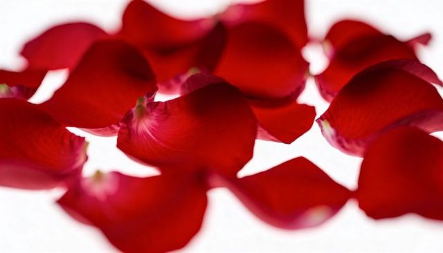 Velvety Crimson Rose Petals Closeup Displaying Soft Texture on Bright White Surface