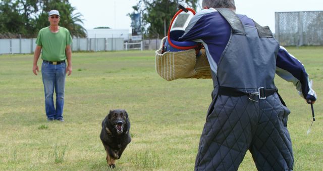 German Shepherd Attack Training in Field with Trainer and Handler - Download Free Stock Images Pikwizard.com