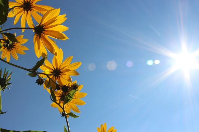 Bright yellow flowers blooming against a clear blue sky with a vivid sunflare creating a dreamy atmosphere. Ideal for use in gardening blogs, nature-themed articles, summer promotional materials, inspirational quotes, and any content emphasizing natural beauty and sunny landscapes.