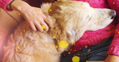 Cozy golden retriever cuddling on lap with woman in pink sweater warm bokeh closeup