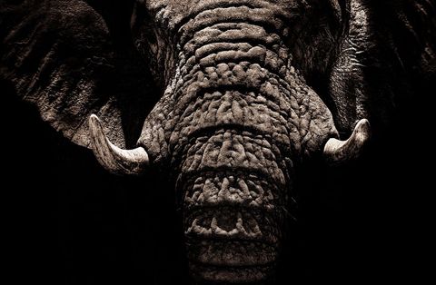 Monochrome close-up of majestic elephant face and tusks highlighting wrinkled texture