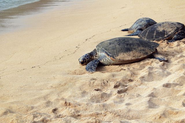 Sea Turtles Resting on Sandy Beach Shoreline - Download Free Stock Photos Pikwizard.com
