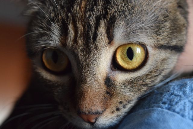Close-up photograph of a cat focusing on the cat's detailed yellow eyes and tabby fur. Perfect for use in pet care blogs, articles about domestic animals, vet advertisements, or any content celebrating the beauty and curiosity of cats.