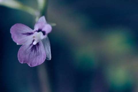 Delicate purple wild violet macro with soft bokeh and moody blue-green background