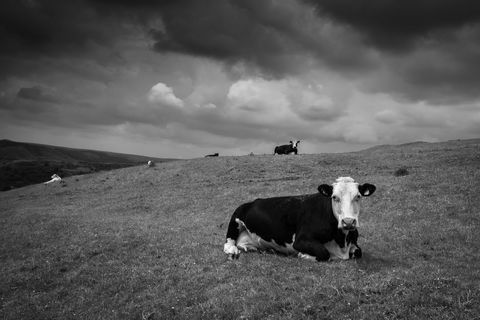 Holstein cow resting on rolling moorland under dramatic storm clouds in black and white