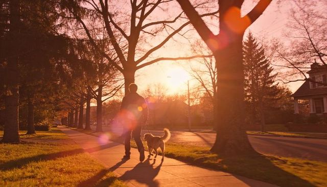 Backlit evening walk with dog on tree-lined suburban sidewalk at golden sunset with lens flare