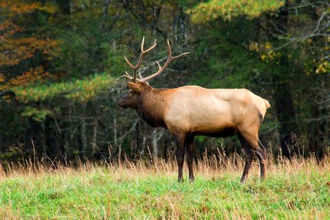 Bull Elk Standing in Autumn Meadow with Majestic Antlers and Woodland Background
