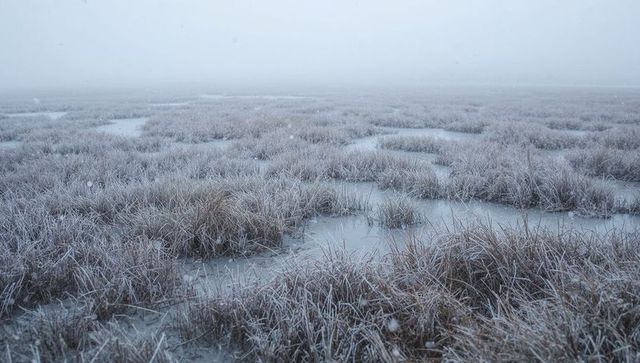 Mist-shrouded frosted marsh with icy pools and falling snowflakes, tranquil winter wetland