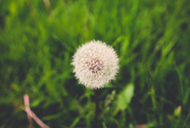 This vibrant nature shot showcases a close-up view of a dandelion puff standing out against a background of green grass. Ideal for nature-themed graphics, educational materials on botany, or wellness blogs emphasizing tranquility and the beauty of nature.