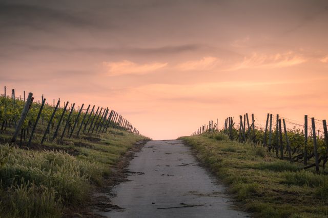 Scenic shot of a pathway through a vineyard at dawn, ideal for travel brochures, nature blogs, wine industry marketing, and agritourism promotions. Captures the tranquility and beauty of early morning in the countryside.