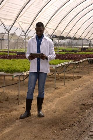African american agronomist inspecting lettuce seedlings in polytunnel using tablet