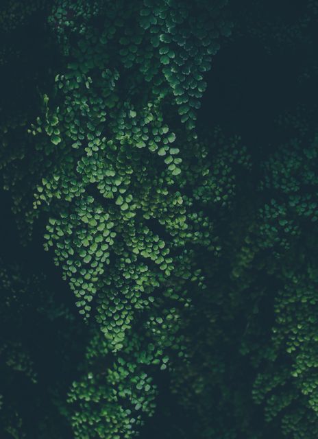 Dark Green Fern Leaves Dense Foliage Close-up - Download Free Stock Photos Pikwizard.com