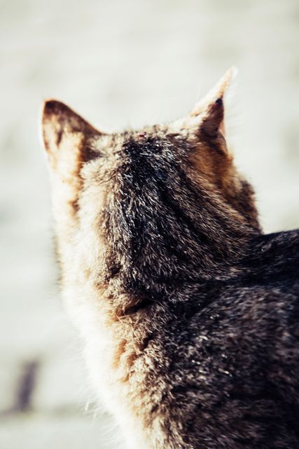 Close Up Photo of Brown and Gray Fur Animal - Download Free Stock Photos Pikwizard.com