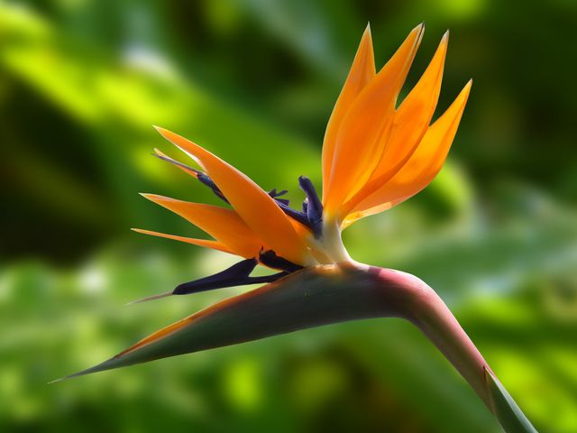 Stunning close-up of a vibrant Bird of Paradise flower in full bloom, perfect for use in botanical studies, garden magazines, nature-related articles, and travel brochures. The vibrant orange petals contrast beautifully with the rich green background, bringing an exotic touch to any visual project.