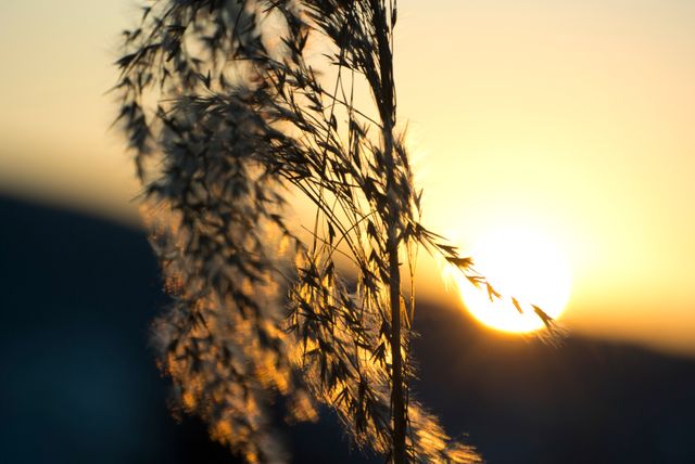 Close-up of tall grass silhouettes against a golden sunset, creating a peaceful and serene atmosphere. Perfect for use in nature, summer, and tranquility themed projects or advertisements.