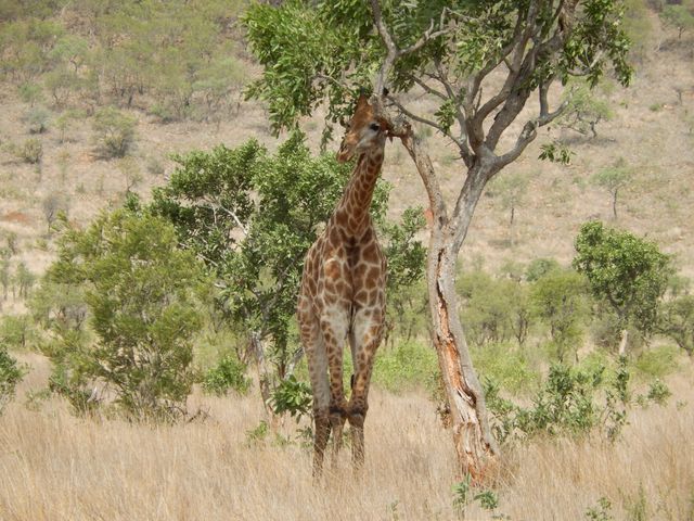 Giraffe shown standing in African savanna grazing on tree leaves. Image depicts wildlife in natural habitat, emphasizing wild, exotic, and serene landscape. Ideal for use in nature documentaries, wildlife magazines, educational materials, or travel blogs focusing on Africa’s wildlife and scenery.