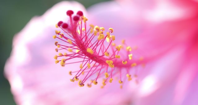 Macro photography highlighting the intricate details of a pink flower's stamen with yellow pollen. Useful for nature-themed designs, botanical studies, educational content, and floral decorations.