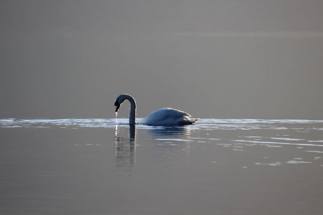 Swan Drinking Water on Serene Lake at Sunrise - Download Free Stock Photos Pikwizard.com