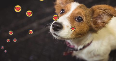 Adorable Dog with Heart Icons Celebrating Walk a Dog Day - Download Free Stock Images Pikwizard.com