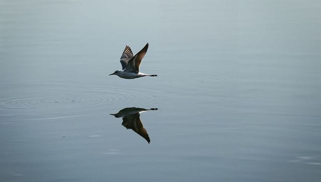 Gull gliding over mirror-smooth sea with perfect reflection and circular ripples