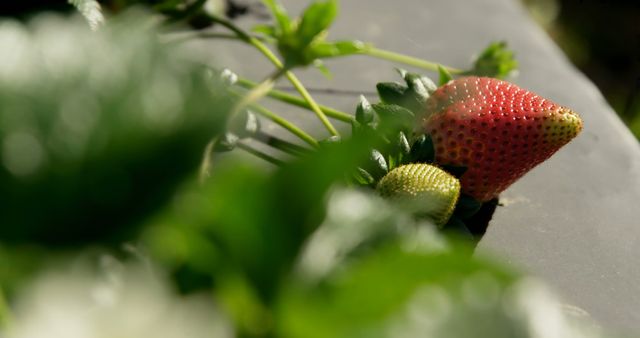 This close-up depicts ripe and unripe strawberries on a vine in a garden, highlighting growth stages of the fruit. This image is ideal for agriculture blogs, gardening tutorials, and promotional materials related to fresh produce or organic farming.