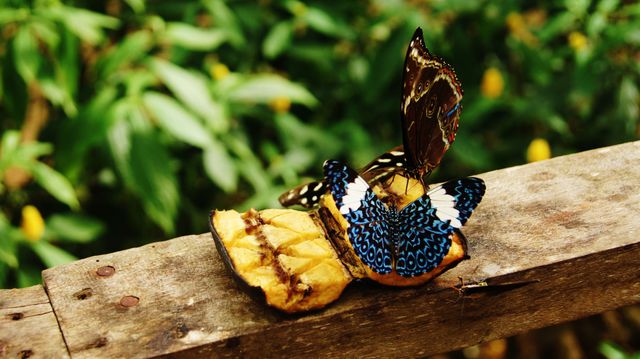 Two Colorful Butterflies Feeding on Fruit in Natural Environment - Download Free Stock Photos Pikwizard.com