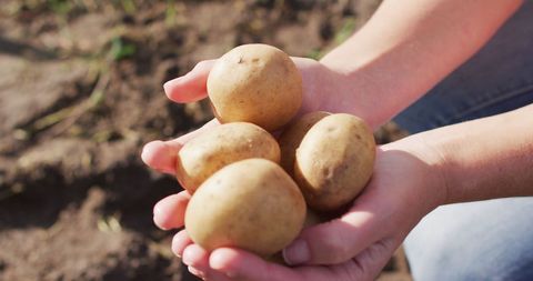 Freshly Harvested Potatoes in Hands of Farmer
