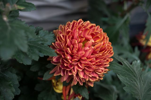 Close-up of a vibrant orange chrysanthemum with lush green foliage in background. Ideal for gardening blogs, floral arrangements, and botanical studies. Perfect for seasonal decoration, horticultural literature, or nature-inspired design projects.