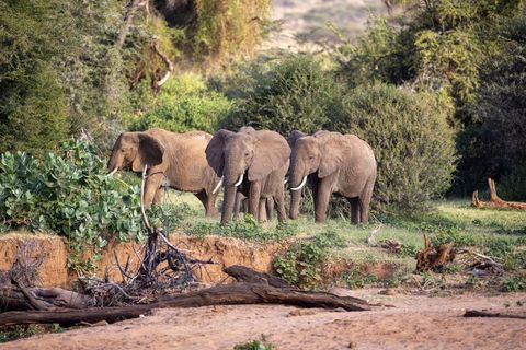 Family of African Elephants Grazing at Riverbank among Lush Green Trees and Bushland