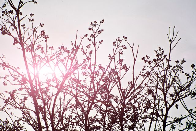 Silhouette of Trees with Sunlight and Bare Branches - Download Free Stock Photos Pikwizard.com