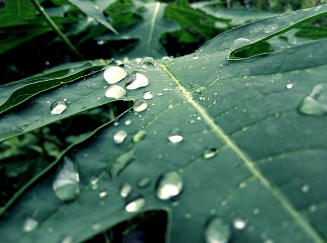 Close-up details of water droplets resting on green leaf surface after rain. Ideal for themes related to nature, freshness, outdoor gardening, botany, and environmental concepts. Suitable for backgrounds, prints, and eco-friendly promotions.