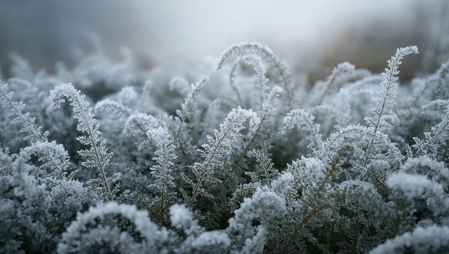 Glistening frost-laced fronds at dawn revealing hoarfrost crystals and misty bokeh closeup