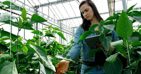 Woman Conducting Agricultural Analysis in Greenhouse Setting