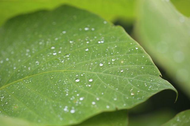 Raindrops Resting on Fresh Green Leaf - Download Free Stock Photos Pikwizard.com