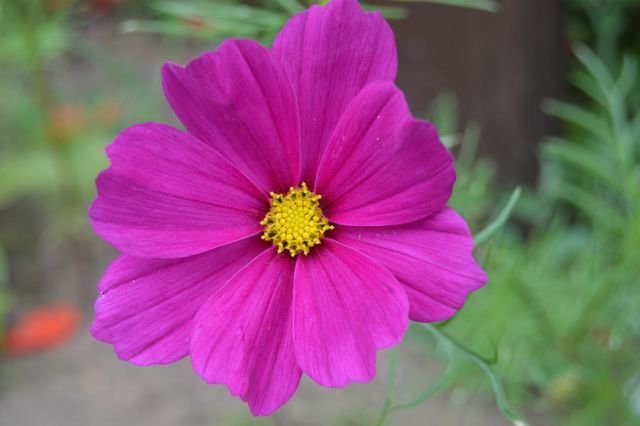 Bright Purple Cosmos Flower in Full Bloom - Download Free Stock Photos Pikwizard.com