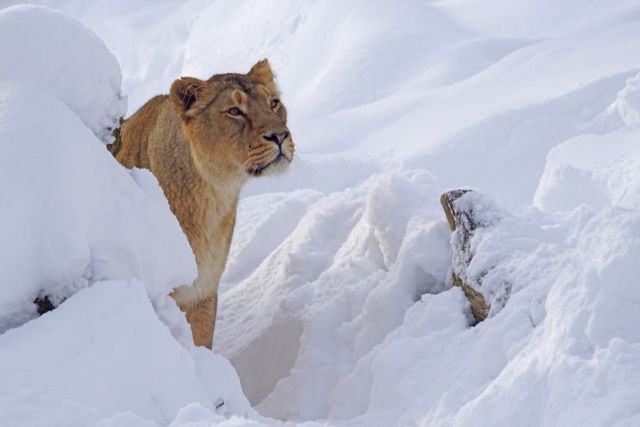 Lioness navigating thick snowy terrain creates a striking contrast between her fur and the snow. Perfect for wildlife photography, nature conservation themes, educational materials, and showcasing survival in harsh conditions.