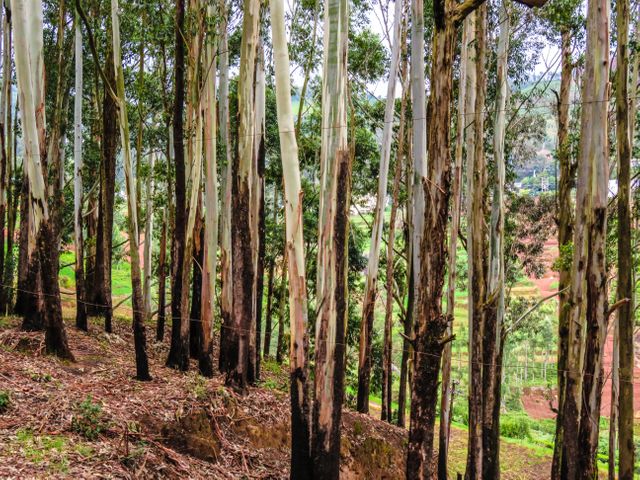 Dense Eucalyptus Forest with Lush Underbrush - Download Free Stock Photos Pikwizard.com