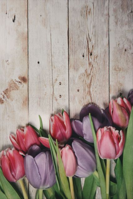 Colorful Tulips on Rustic Wooden Background - Download Free Stock Photos Pikwizard.com