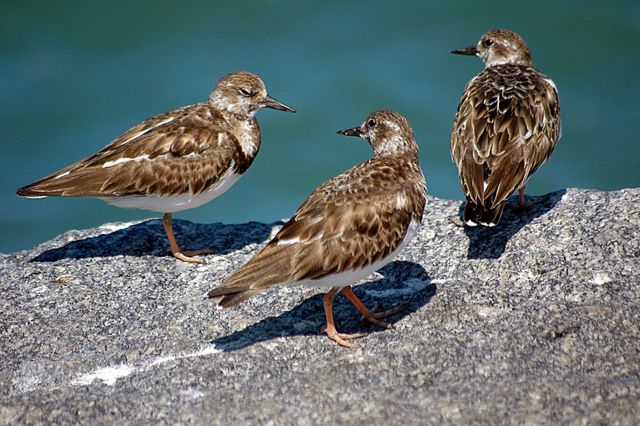 Ruddy Turnstones resting on a rocky shore by the sea, displaying their striking plumage. Commonly seen near coastlines, they are notable for their foraging behavior. Suitable for websites and publications focused on wildlife, bird watching, nature, and outdoor activities.